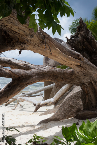 Tapeta ścienna na wymiar Plage Anse source d'argent à La Digue aux Seychelles