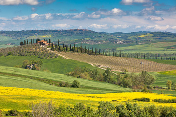 Canvas Print - Outdoor Tuscan Val d'Orcia green and yellow fields