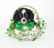 St. Patrick's Day Puppy
