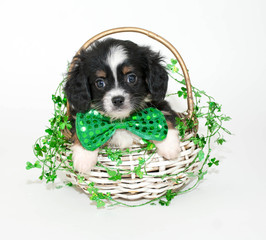 Wall Mural - St. Patrick's Day Puppy