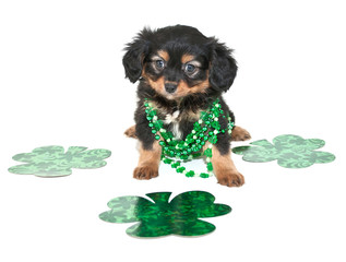 Wall Mural - St. Patrick's Day Puppy