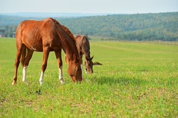 Wall Mural - Horse