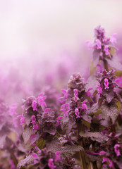 Wall Mural - Spring Flower