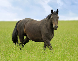 Wall Mural - Horse