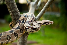 Close Up Of Columbia Boa Constrictor.
