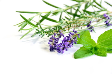 herbs in white background