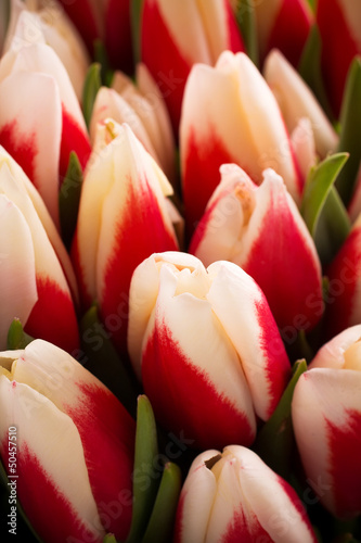 Naklejka - mata magnetyczna na lodówkę Tulips.