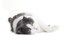 Bicolor Cat Lying On A White Background