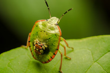 Multicolored Shield Bug