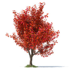 Japanese Maple Tree Leaves Free Stock Photo - Public Domain Pictures