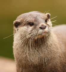 Wall Mural - Portrait of an oriental short-clawed otter