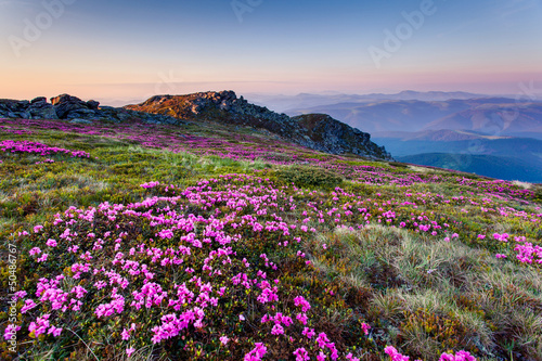wiosenne-rozowe-kwiaty-w-gorach