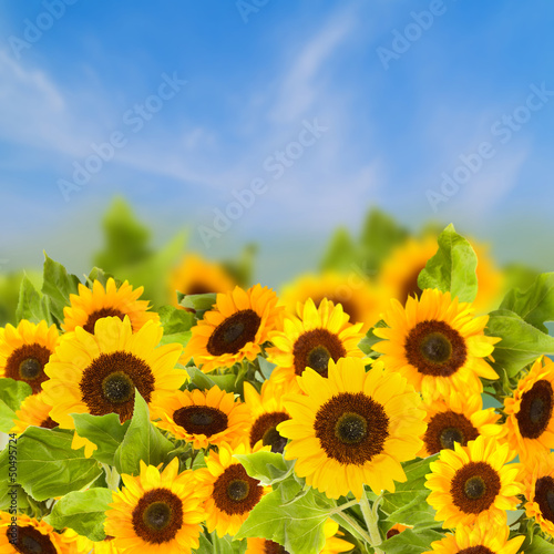 Naklejka dekoracyjna fiels of sunflowers in sunny day