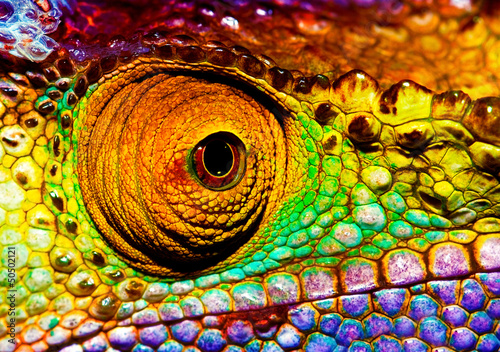 Foto-Fahne - Reptilian eye (von Anna Om)