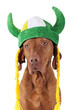 dog with viking hat