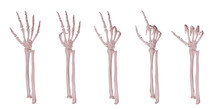 Skeleton Hands Counting 1-5