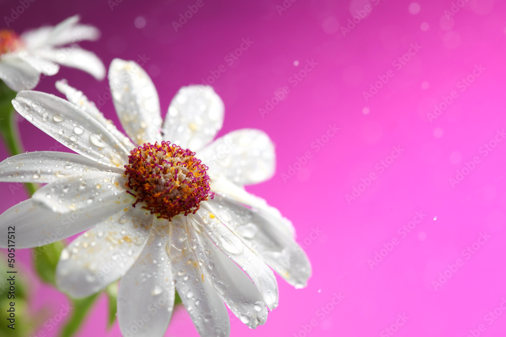 Fresh white daisy on pink background - obrazy, fototapety, plakaty 