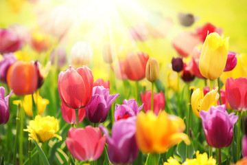 Fotomurales - Fresh tulips in warm sunlight
