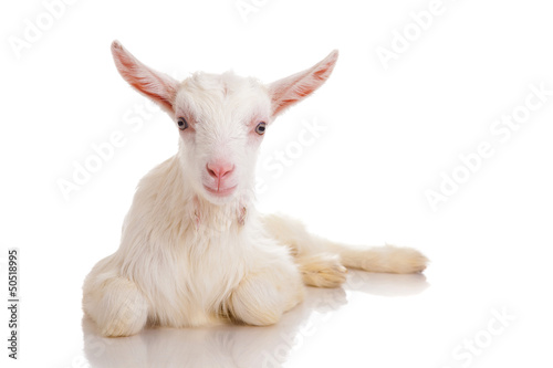 Fotografia  goat , isolated