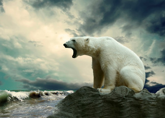 white polar bear hunter on the ice in water drops.