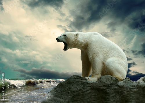 Fotografía White Polar Bear Hunter on the Ice in water drops.