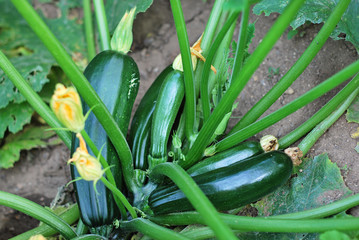 Zucchini plant