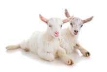 Two Kids Of A Goat, Isolated