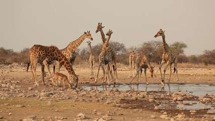 Wall Mural - giraffes drinking at a waterhole, etosha national park