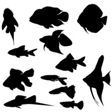 Collection Of  Aquarium Fishes (Vector)