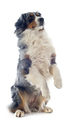 Sticker - australian shepherd upright