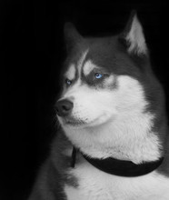 Stunning Portrait Of A Siberian Husky