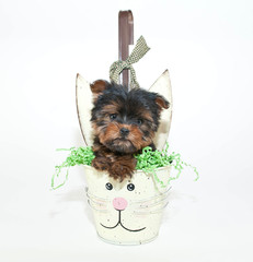 Sticker - Easter Yorkie Puppy