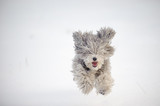 Fototapeta Psy - Latający pies