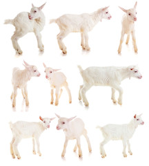 Wall Mural - set kids of a goat, isolated