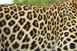 Fototapeta  - Leopardo