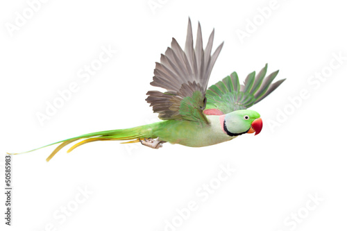 Fotografía Flying big green ringed or Alexandrine parakeet