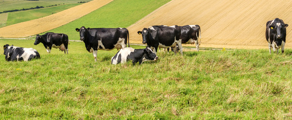 Wall Mural - south downs