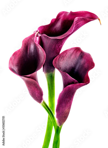 Naklejka dekoracyjna calla lilies