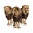 Group Of Wild Lions