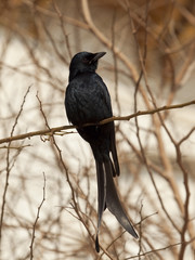 Wall Mural - black drongo