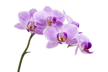 Light Purple Orchid Isolated On White