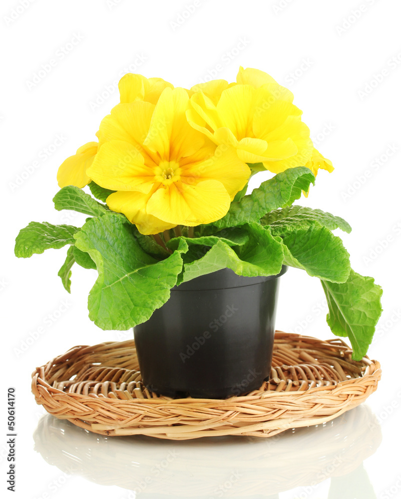 Beautiful yellow primula in flowerpot, isolated on white