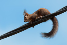 Red Squirrel On A Utility Line.