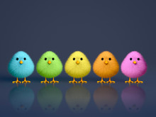 Fluffy Colorful Chicks