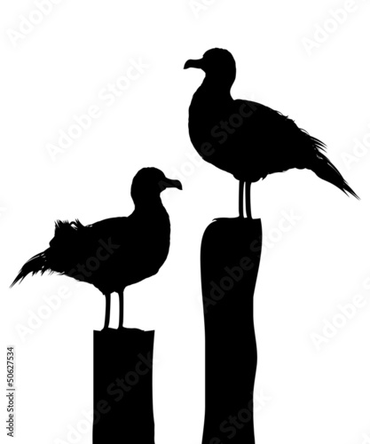Naklejka ścienna Seagull silhouettes on pier
