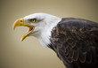 Picture of a beautiful bald eagle isolated on a brown background