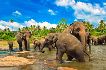 Wall Mural - Elephant group in the river