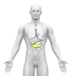 Medical Imaging - Male Organs - Gallbladder / Pancreas
