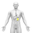 Medical Imaging - Male Organs - Spleen