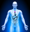 Medical Imaging - Male Organs - Thymus